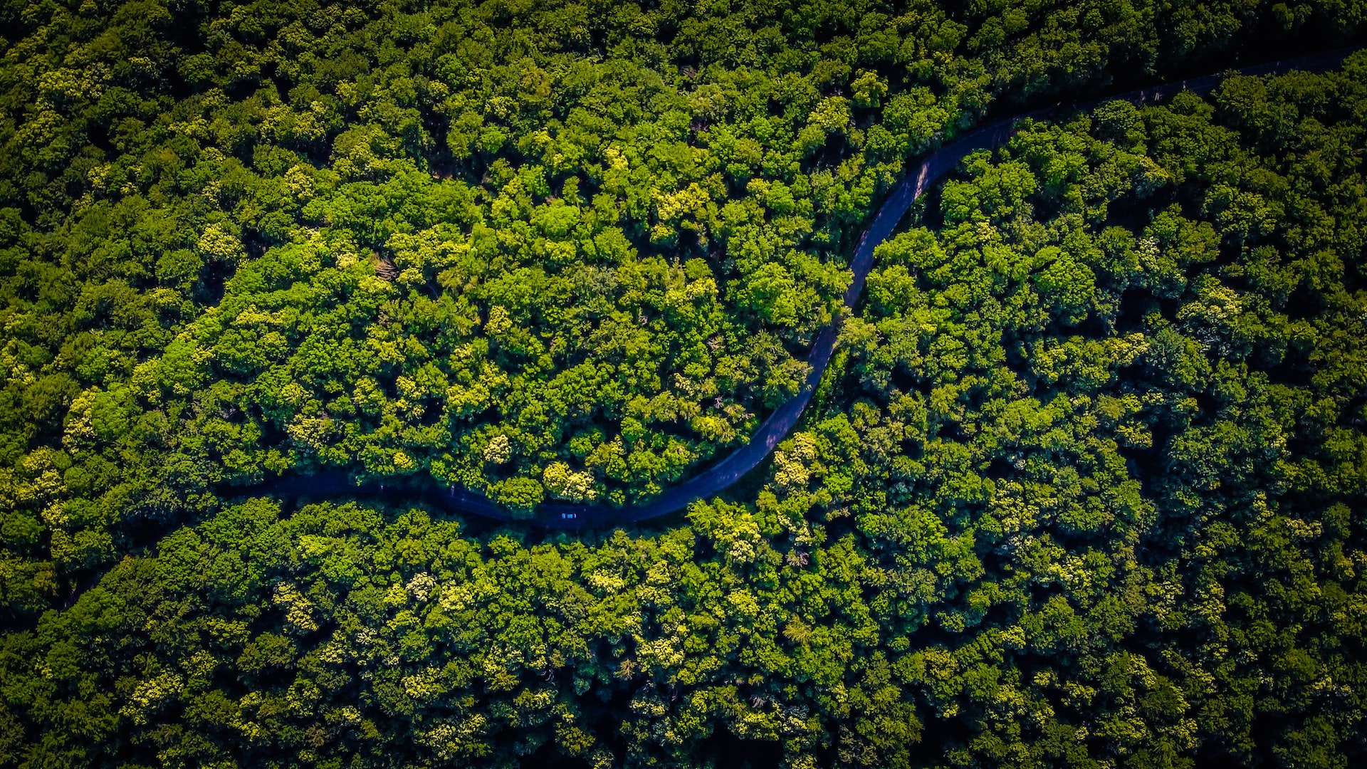 Por Que é Importante Preservar A Floresta Amazônica Edubrainaz 1227